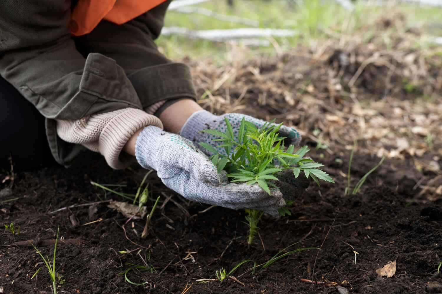 The Steps Involved in Our Tree Care Process in Livonia, MI